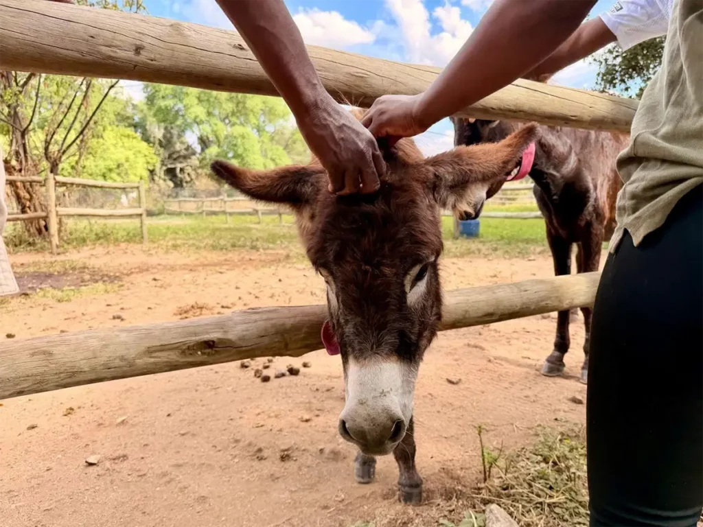 10 Family-Friendly Things to Do in Livingstone, Zambia (That Adults Will Love Too)