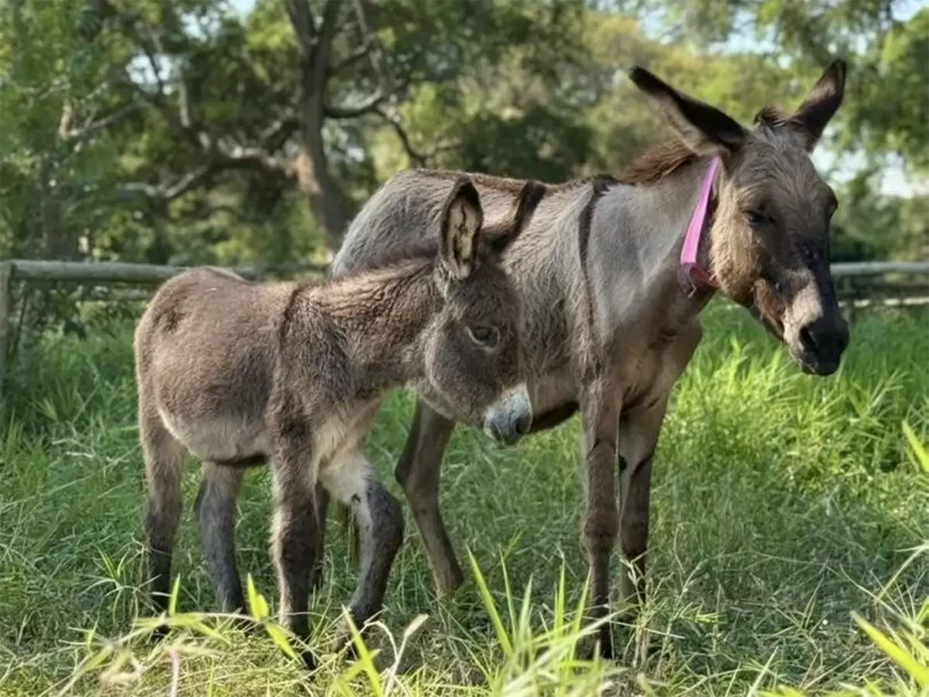 Meet Livingstone's Most Inspiring Residents at Maramba Farm Donkey Sanctuary