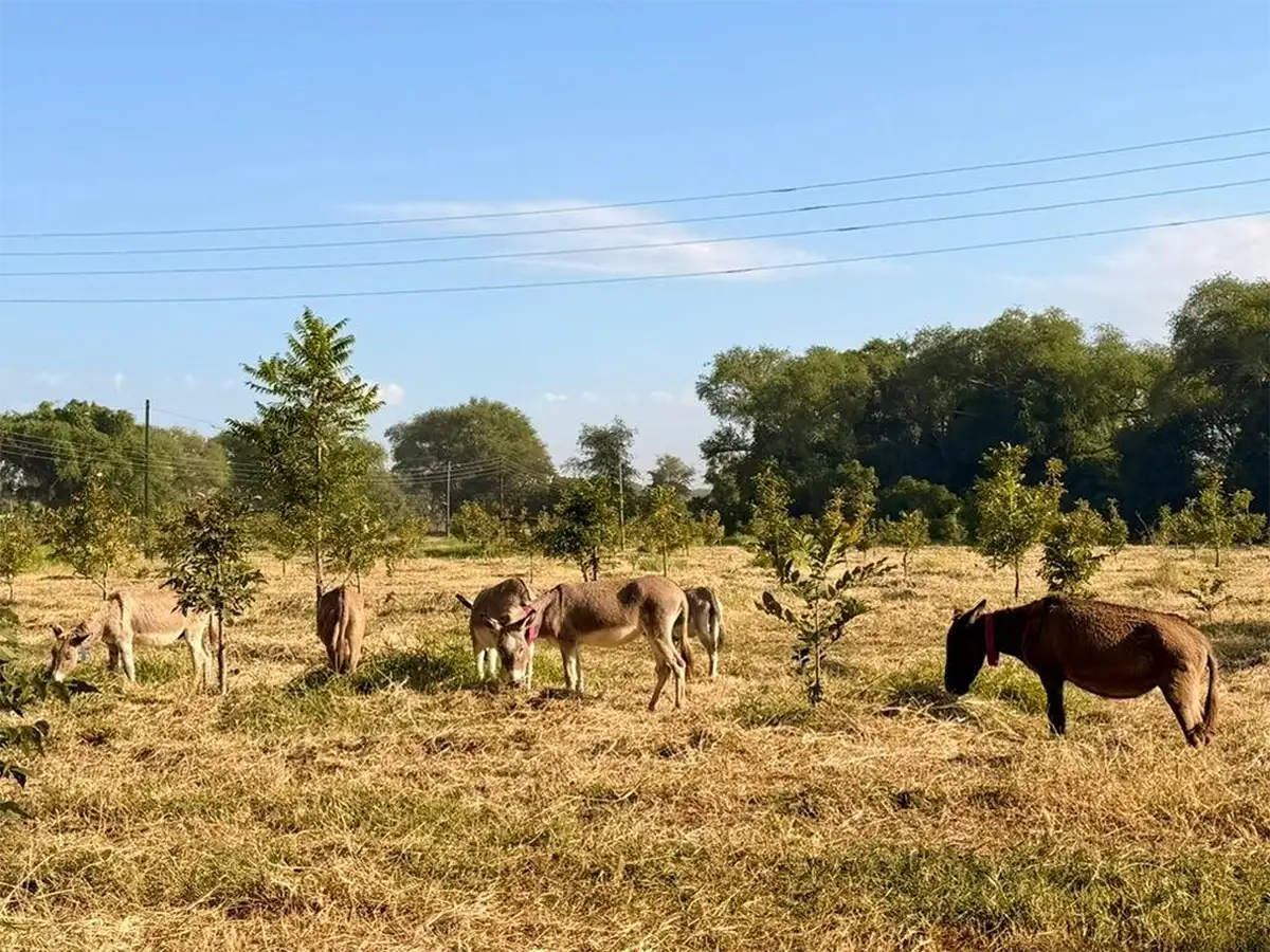 Meet the Donkeys Behind the Stories